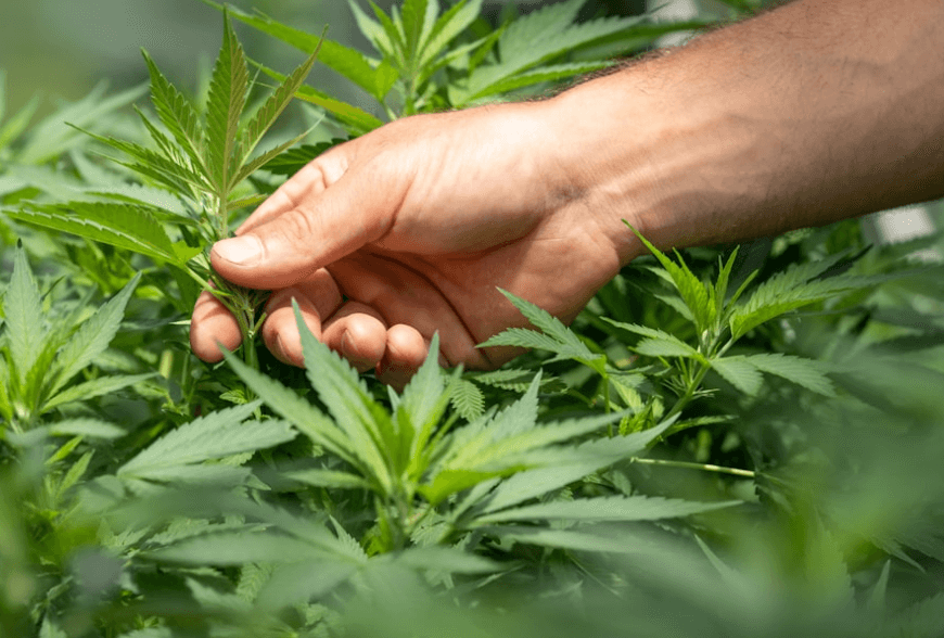 Kwiaty konopi CBD? Korzyści? Zawartość? Bezpieczeństwo?